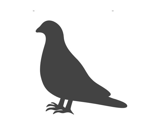 Bekæmpelse af duer hos Citytox i København og på Sjælland